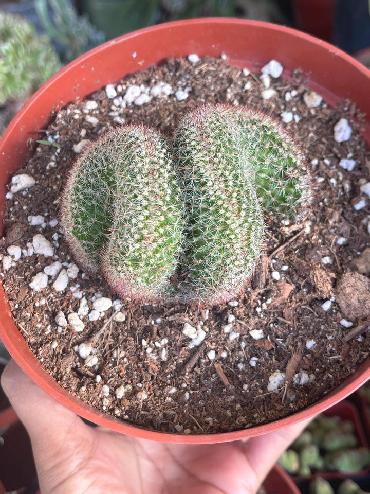 Crested Mammillaria | Rare Plant | Live Plant