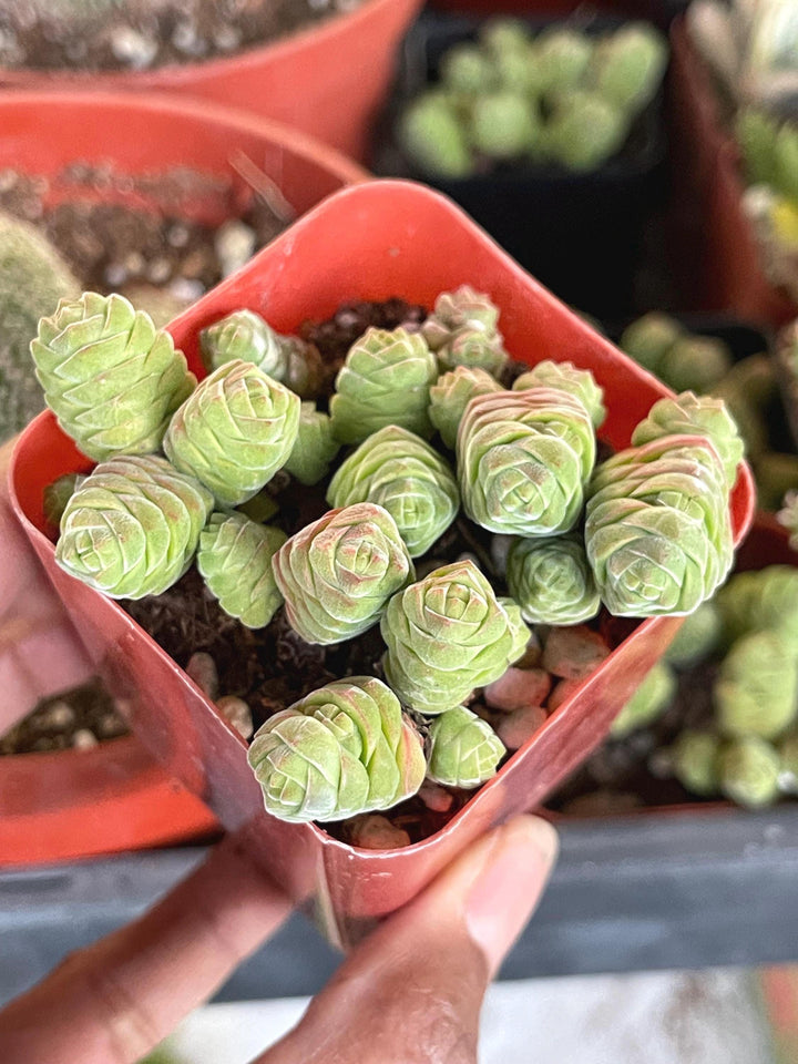 Crassula Columella| Live Succulent | Live Plant