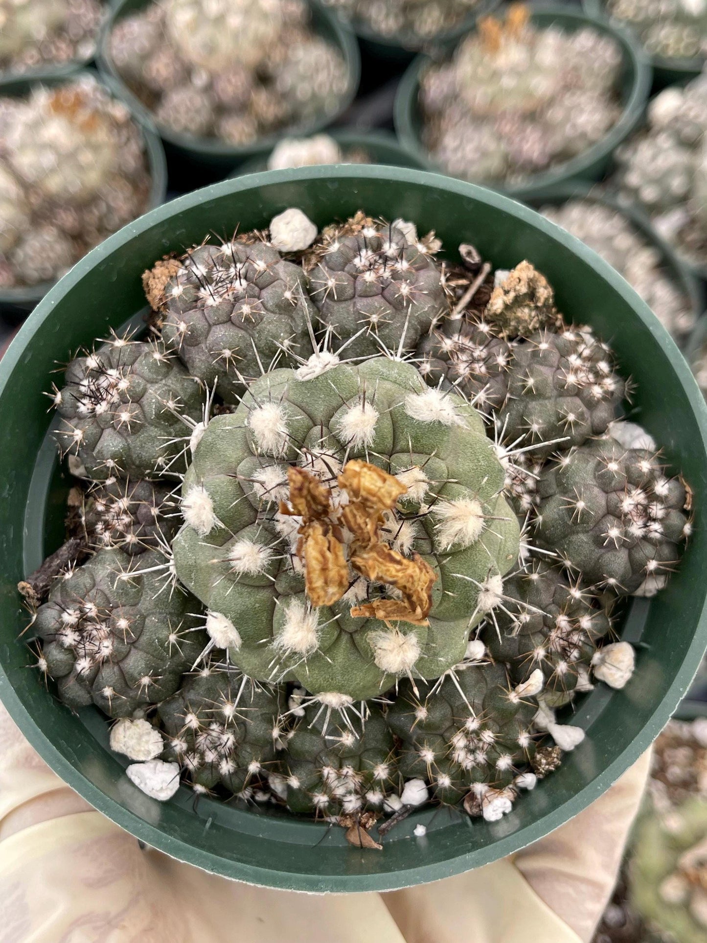 Copiapoa humilis Cactus cluster | Live Cactus