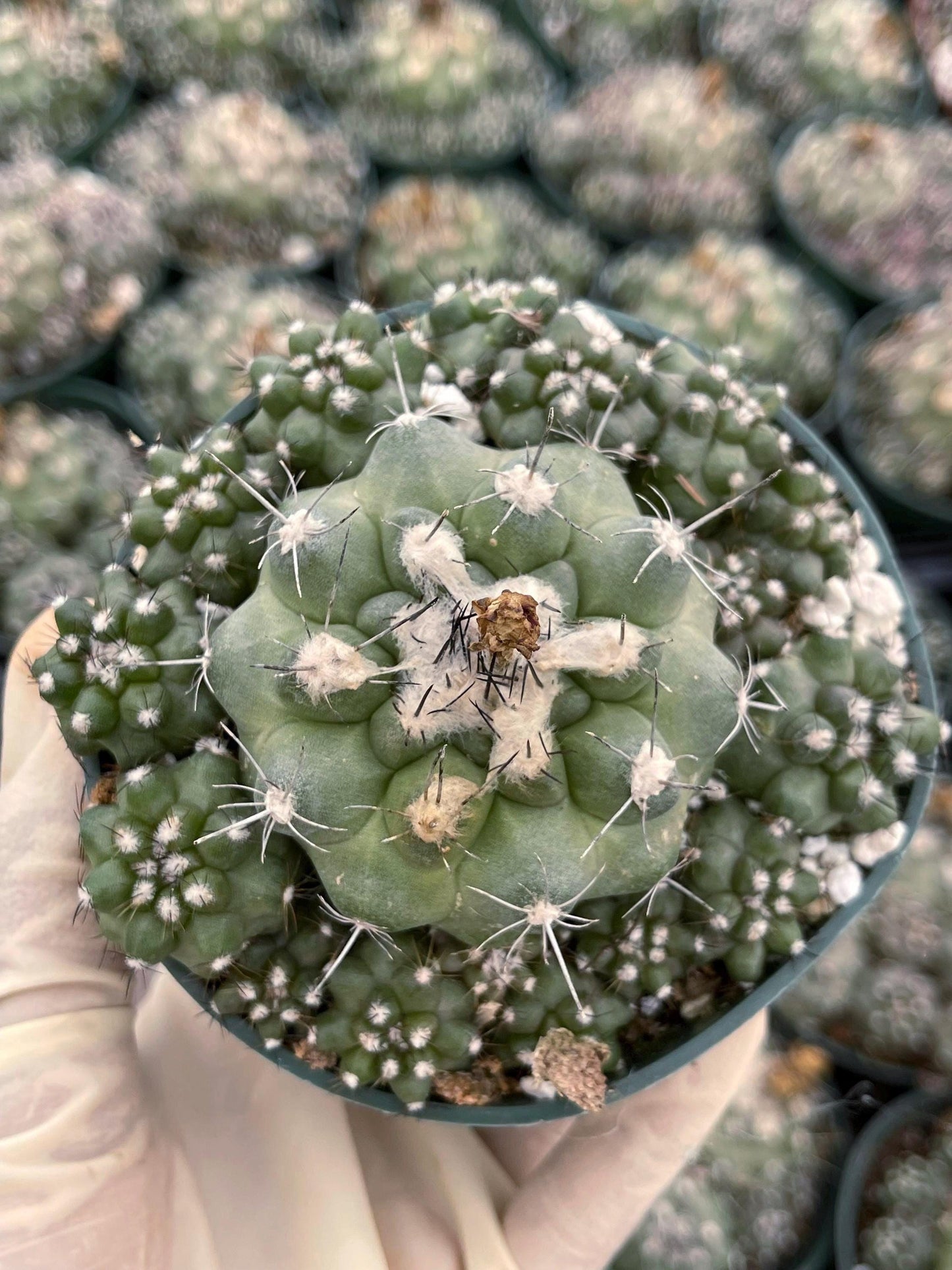 Copiapoa humilis Cactus cluster | Live Cactus