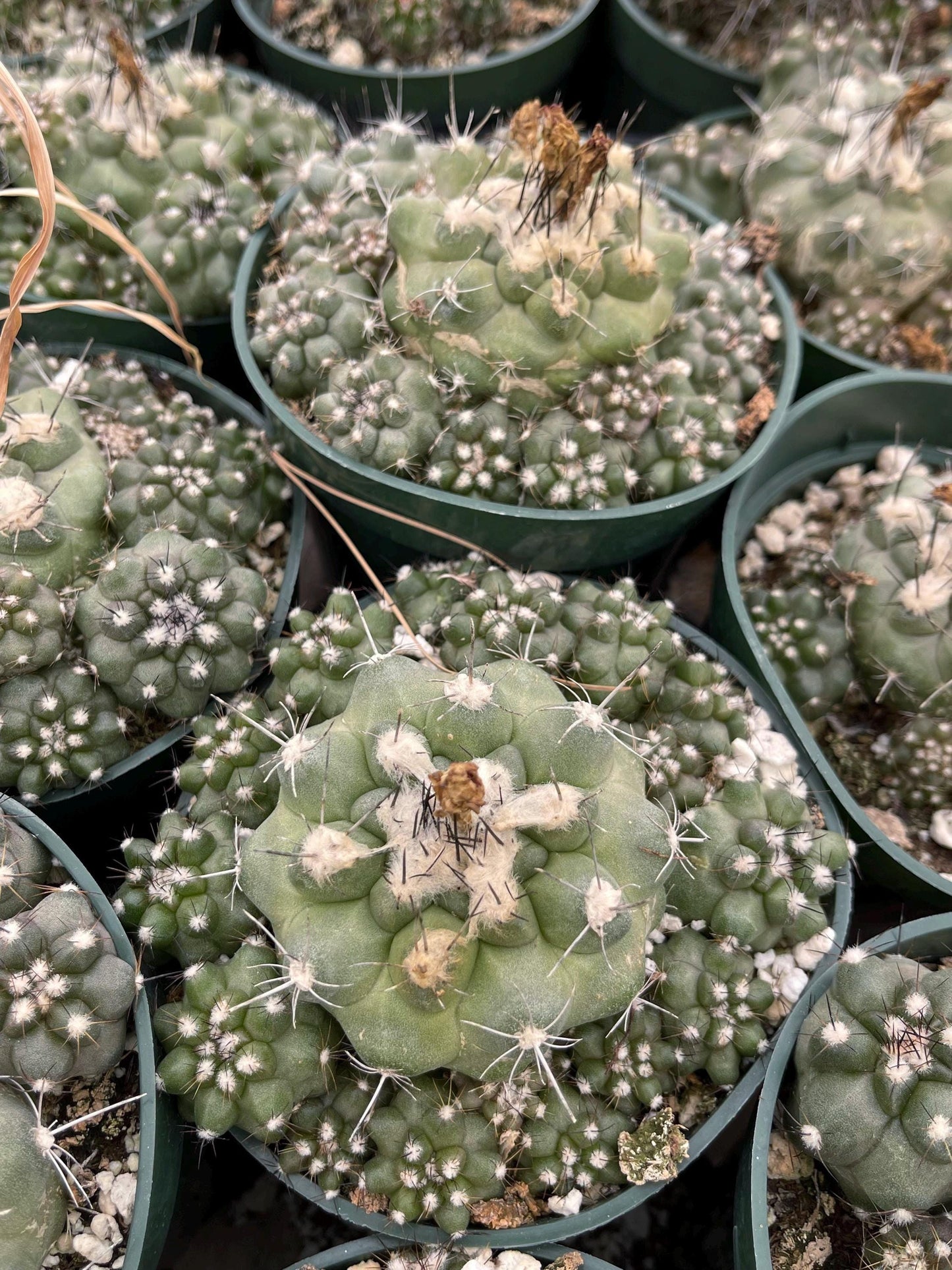 Copiapoa humilis Cactus cluster | Live Cactus