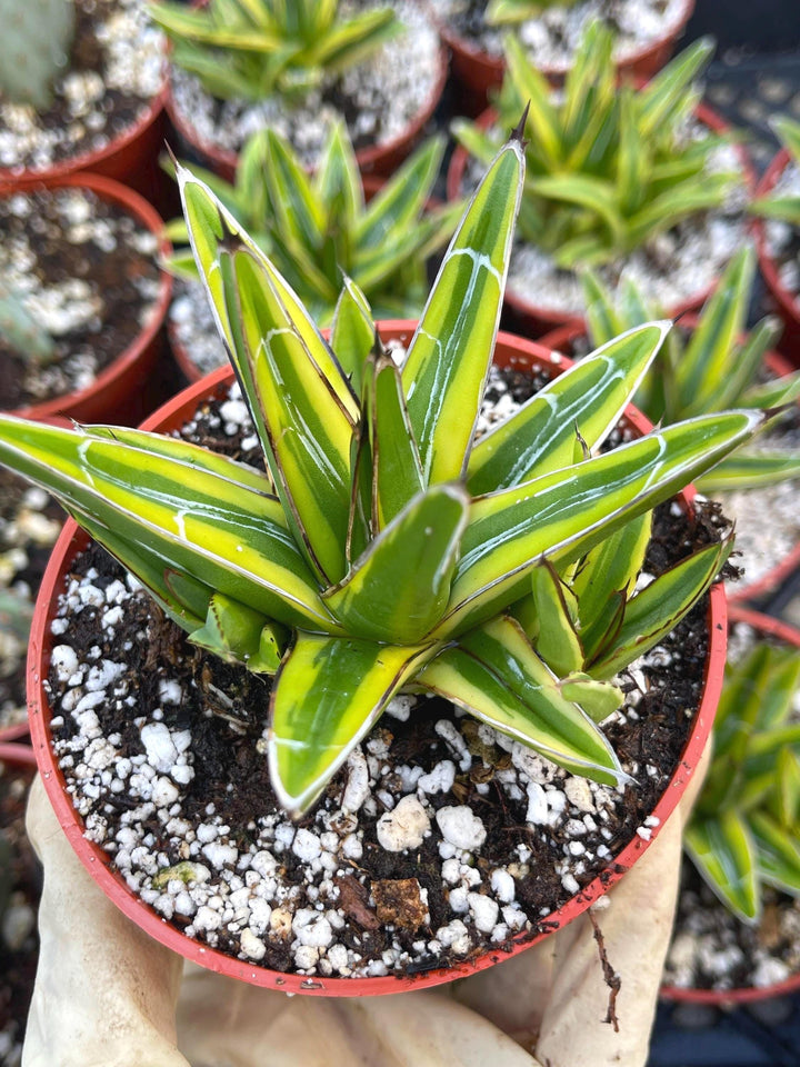 Variegated Agave Victoria | Rare Agave