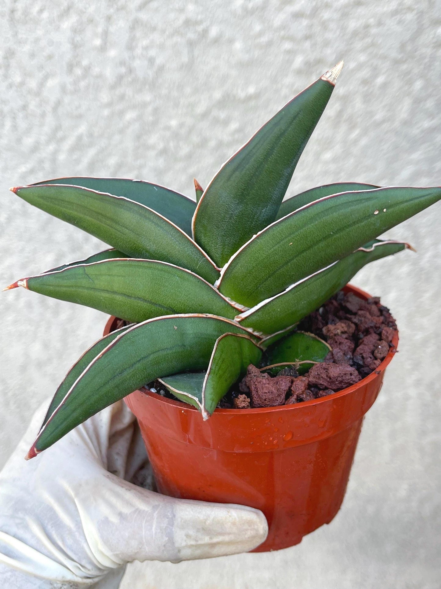 Sansevieria Samurai Dwarf Beautiful Rare Cactus | Live Plant | Live Cactus