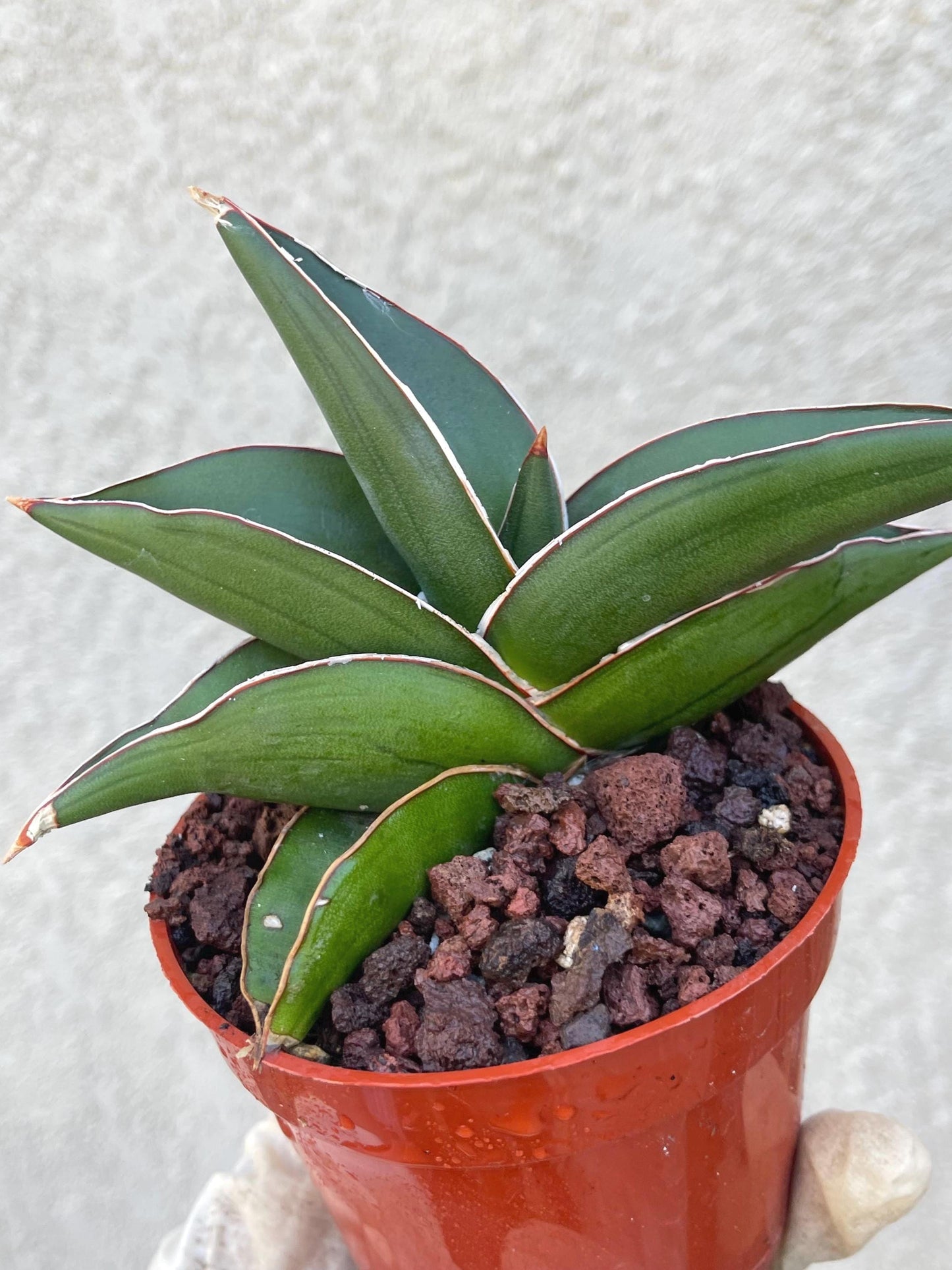 Sansevieria Samurai Dwarf Beautiful Rare Cactus | Live Plant | Live Cactus