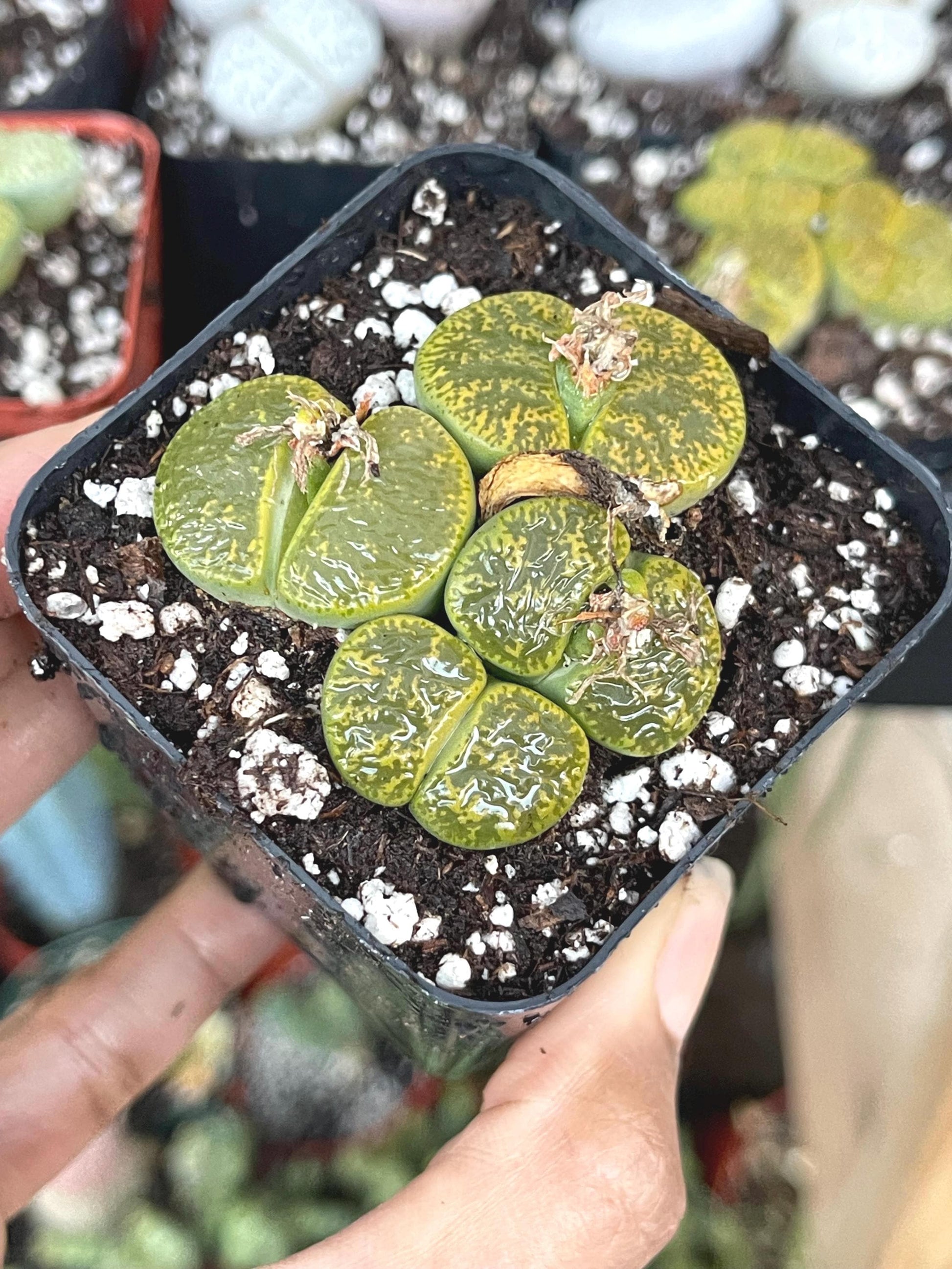 Lithops Living Stone succulent | Live Plant