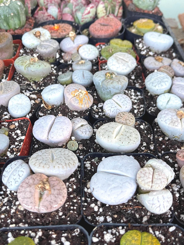 Lithops Pseudotruncatella | Lithops Living Stone succulent | Live Plant