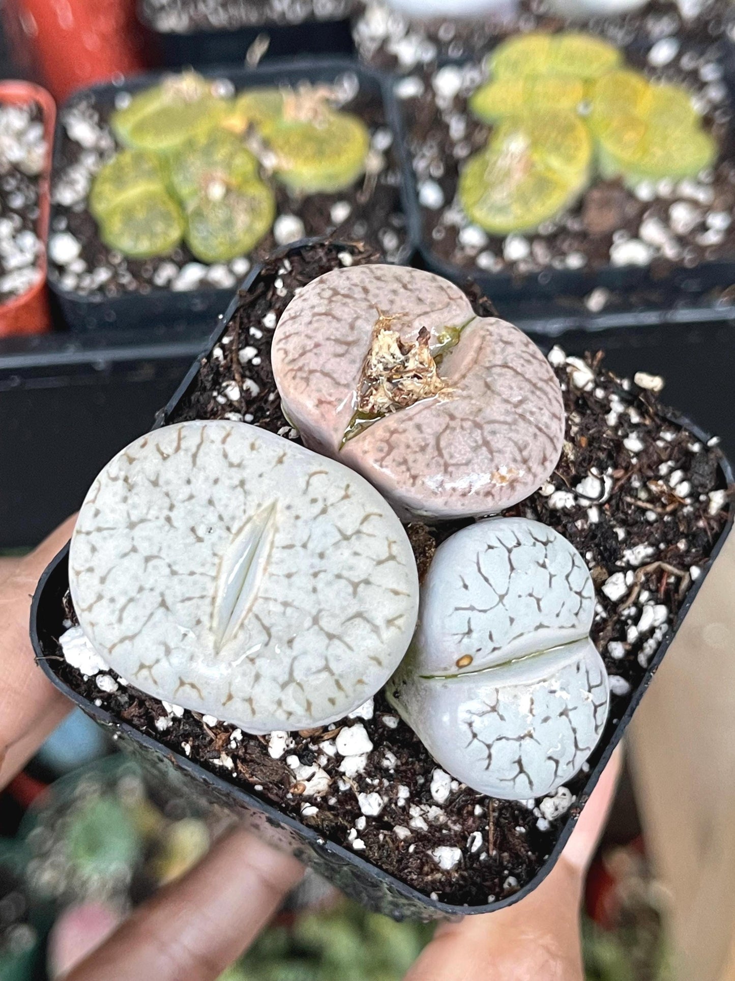 Lithops Pseudotruncatella | Lithops Living Stone succulent | Live Plant