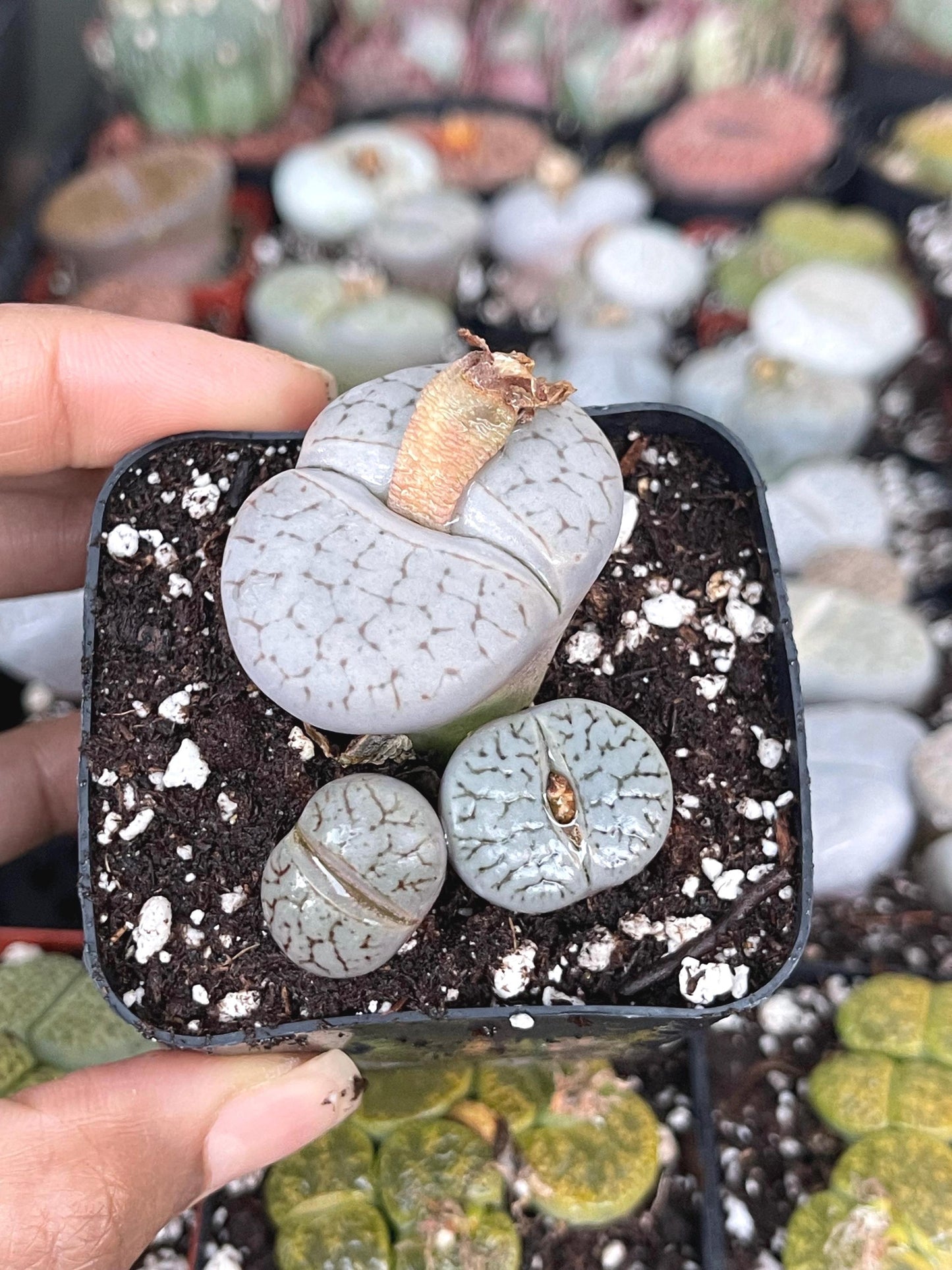 Lithops Pseudotruncatella | Lithops Living Stone succulent | Live Plant