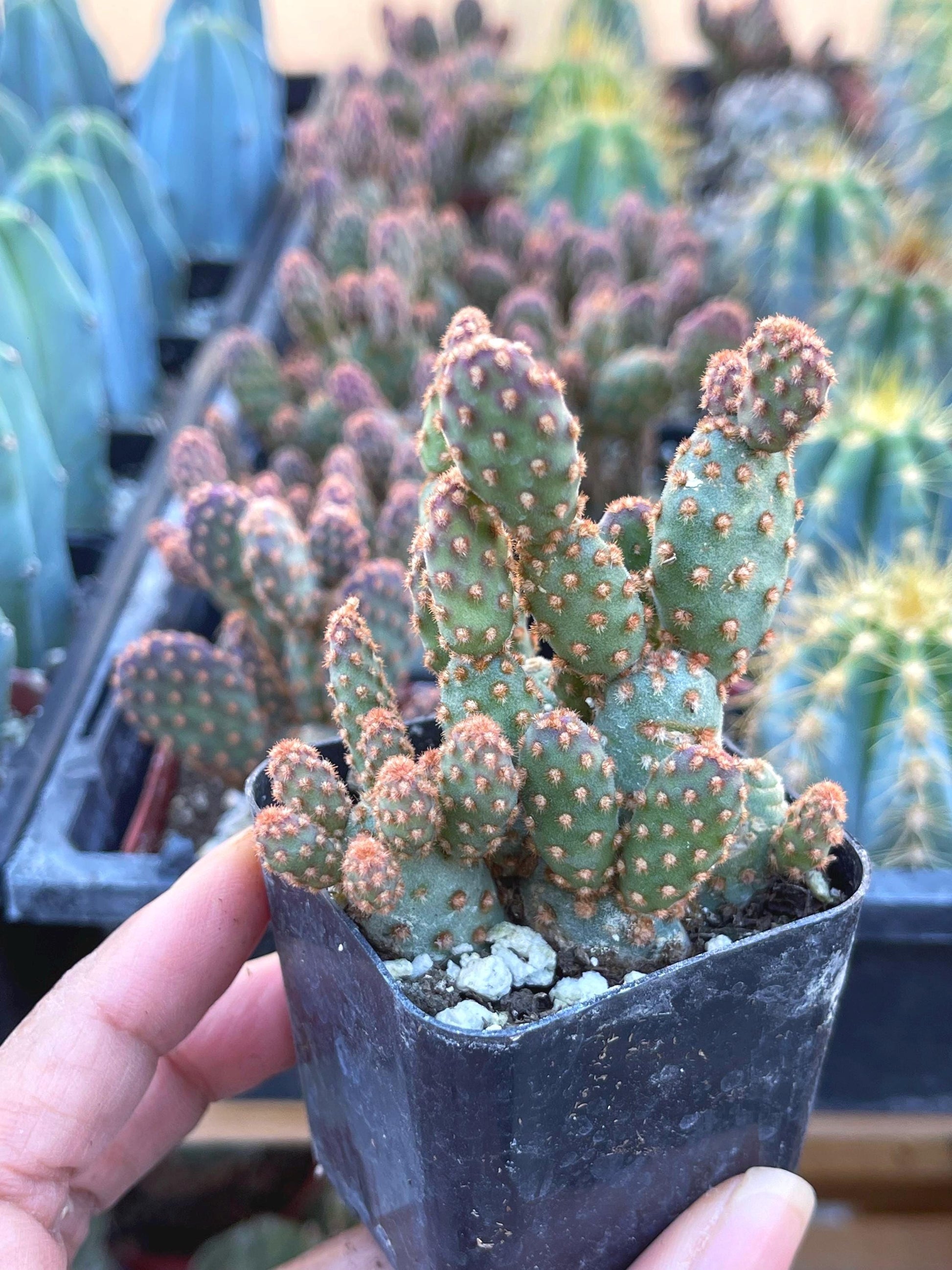 Opuntia Cactus | Purple Cactus | Live Plant