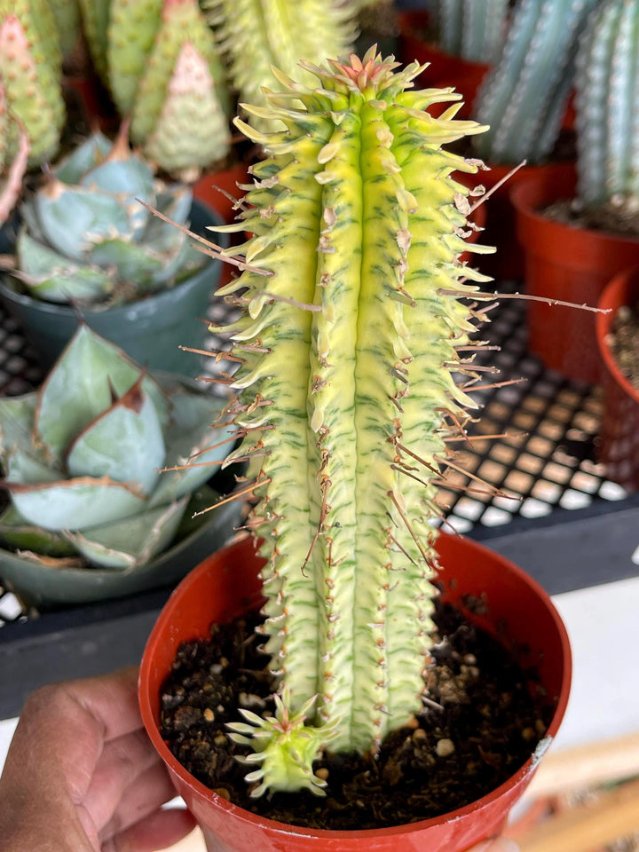 Variegated Corn Corb | Live Cactus