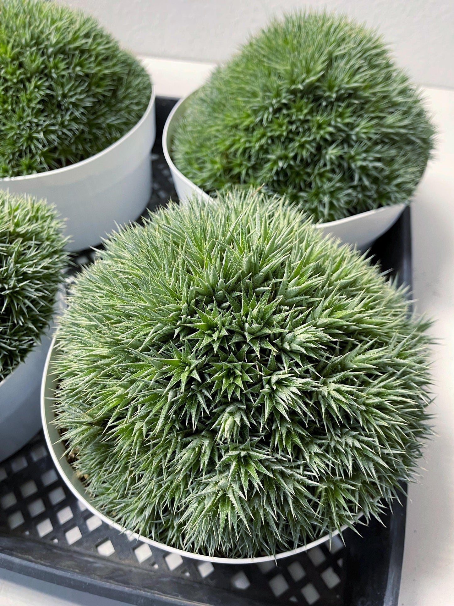 Deuterocohnia Brevifolia | Live Plant