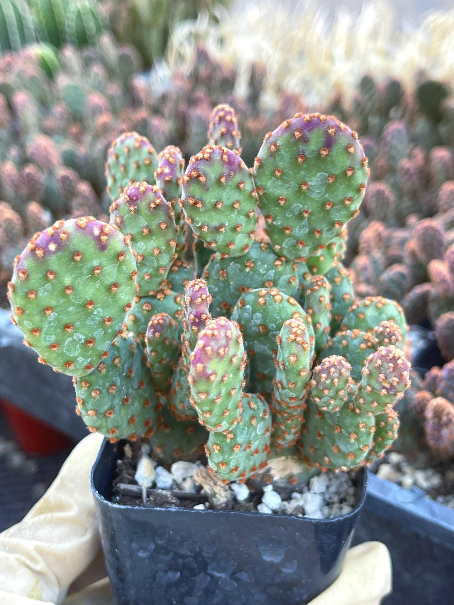 Opuntia Cactus | Purple Cactus | Live Plant