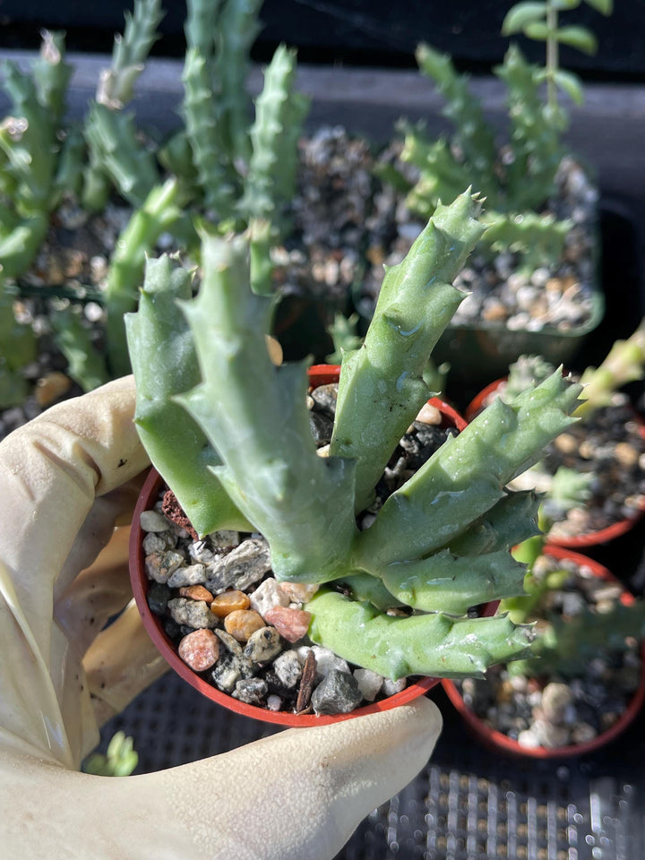 Golden Stapelia Orbea | Starfish Flower | Life Saver | Live Plant