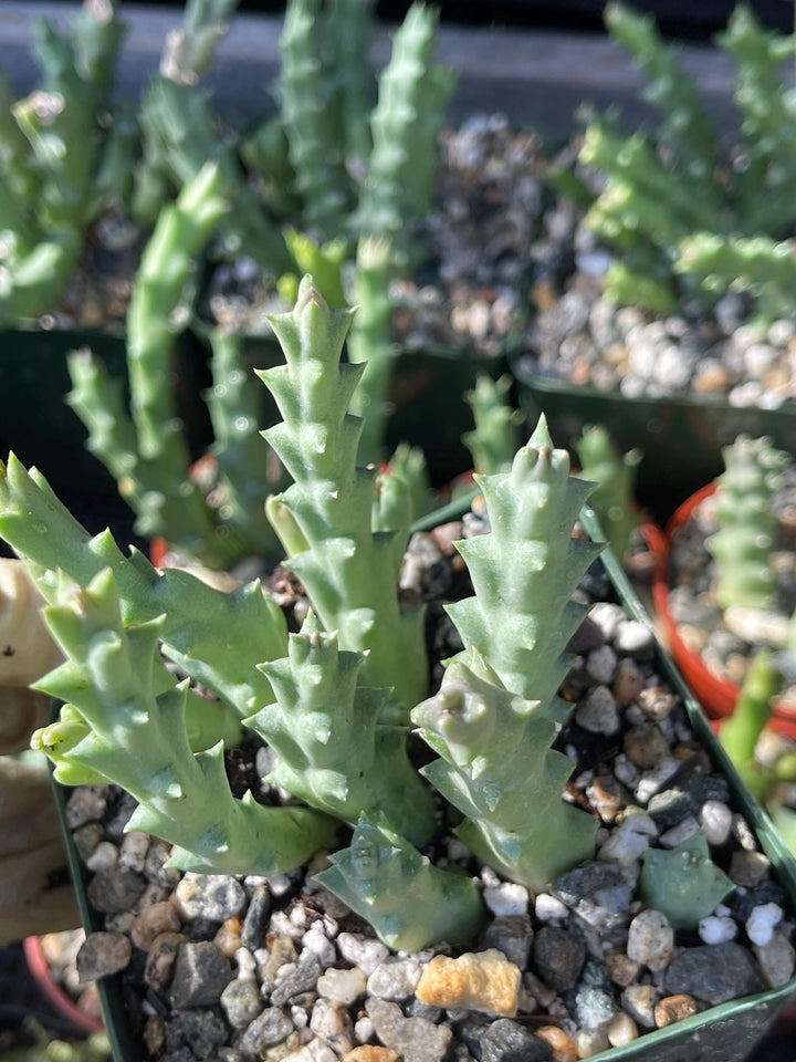 Golden Stapelia Orbea | Starfish Flower | Life Saver | Live Plant