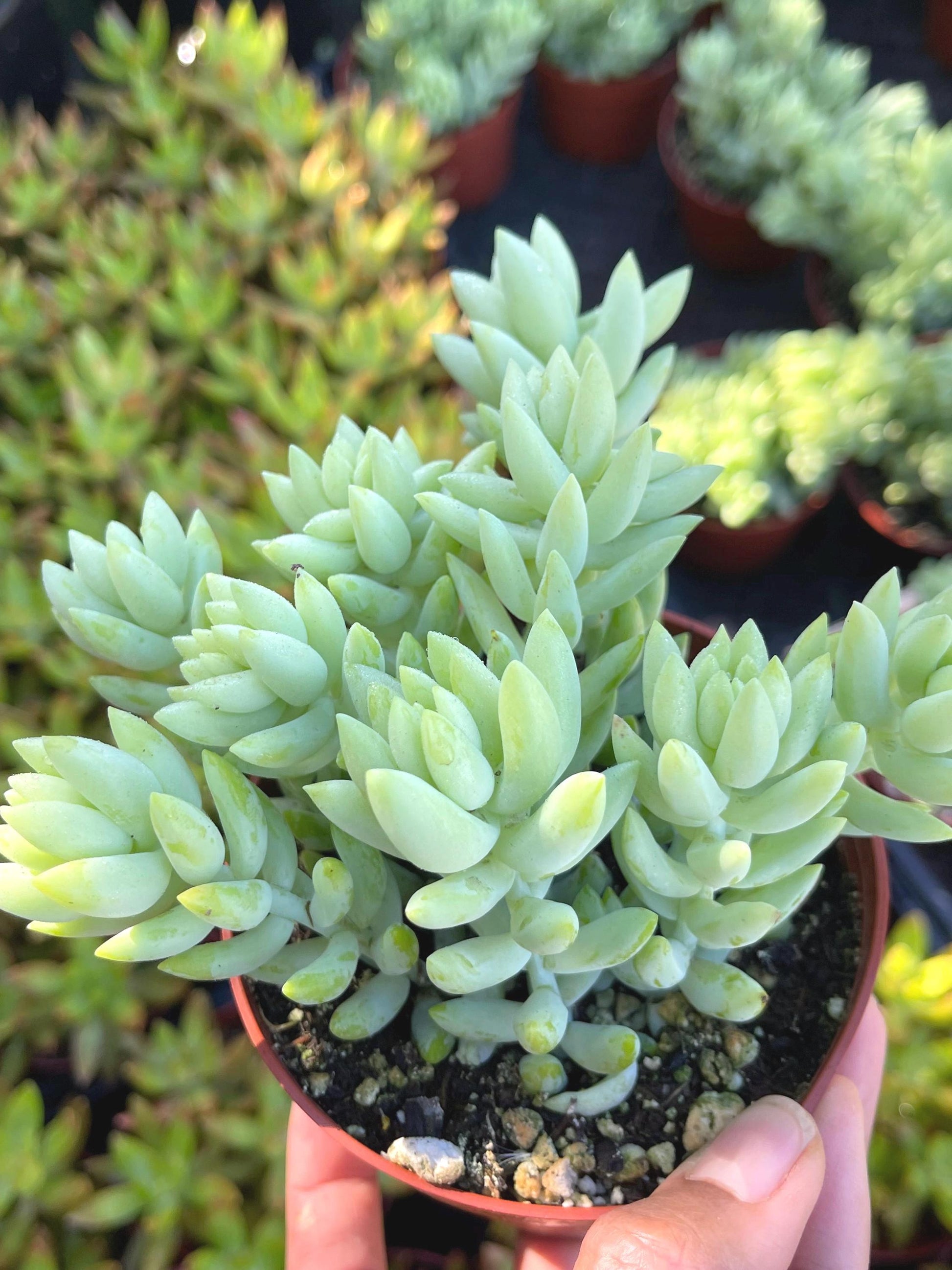 Donkey Tail | Sedum Morganianum | Live Plant