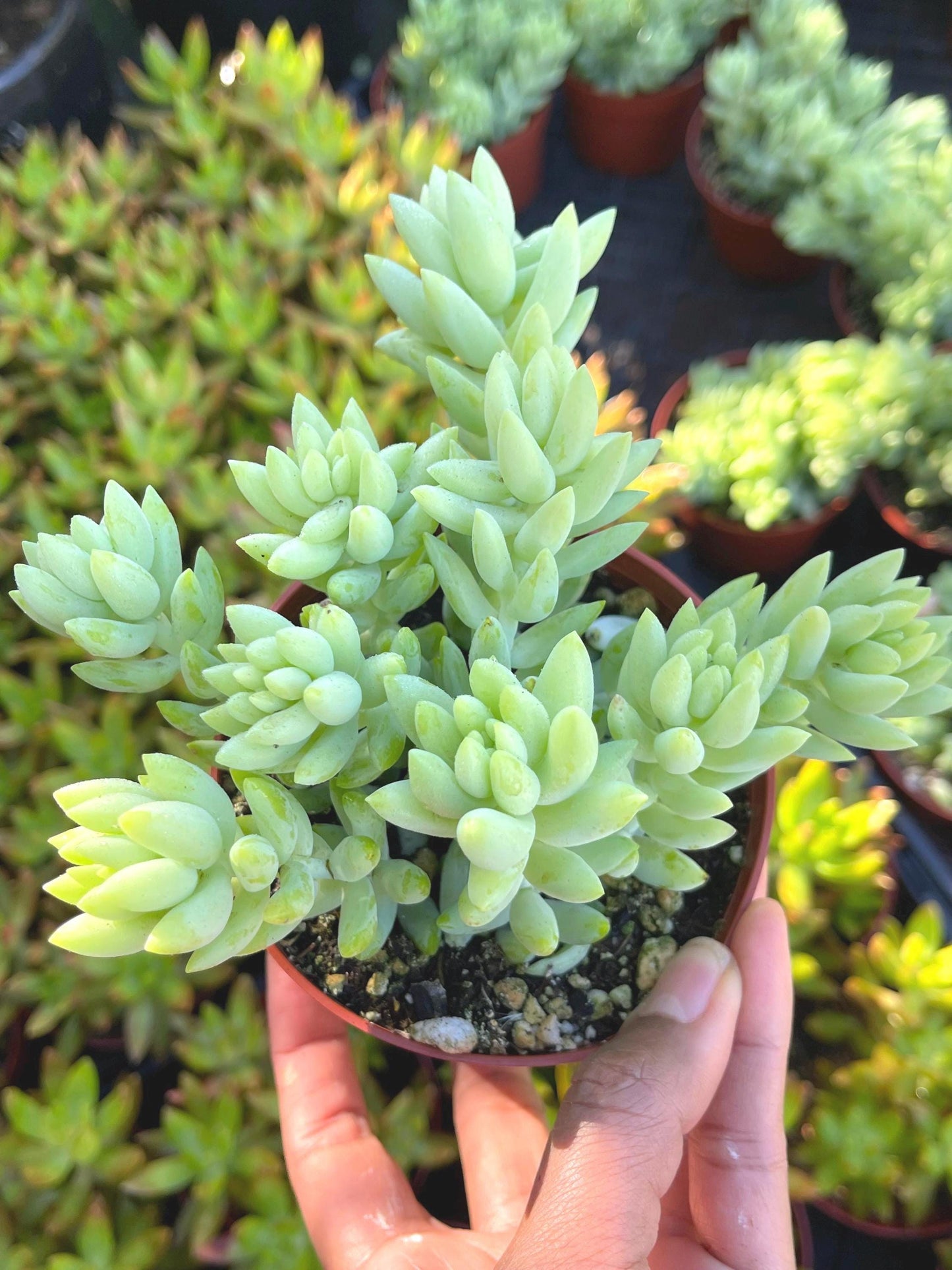 Donkey Tail | Sedum Morganianum | Live Plant