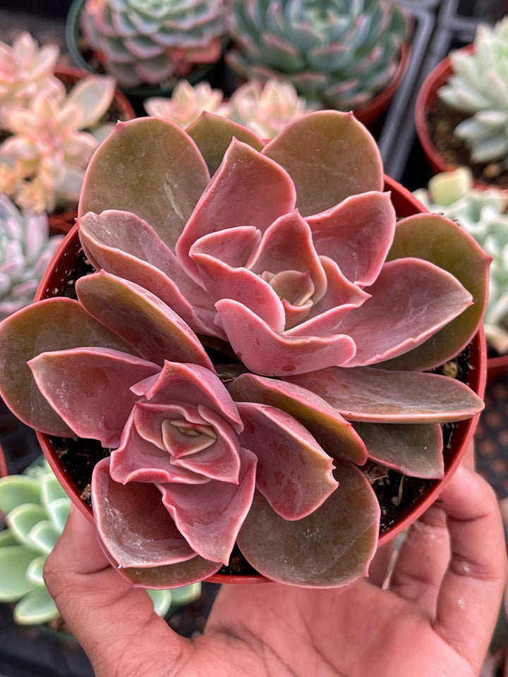 4” Echeveria Fireglow | Rare Succulent | Live Plant