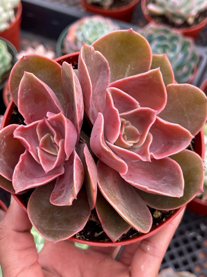 4” Echeveria Fireglow | Rare Succulent | Live Plant