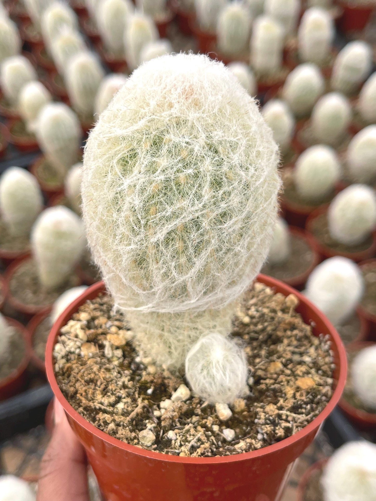 Old Man Cactus | Live Cactus | Live Plant