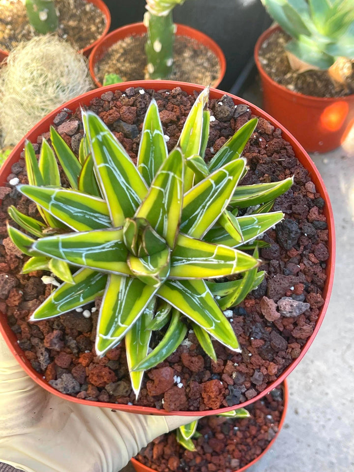 Variegated Agave Victoria | Rare Agave