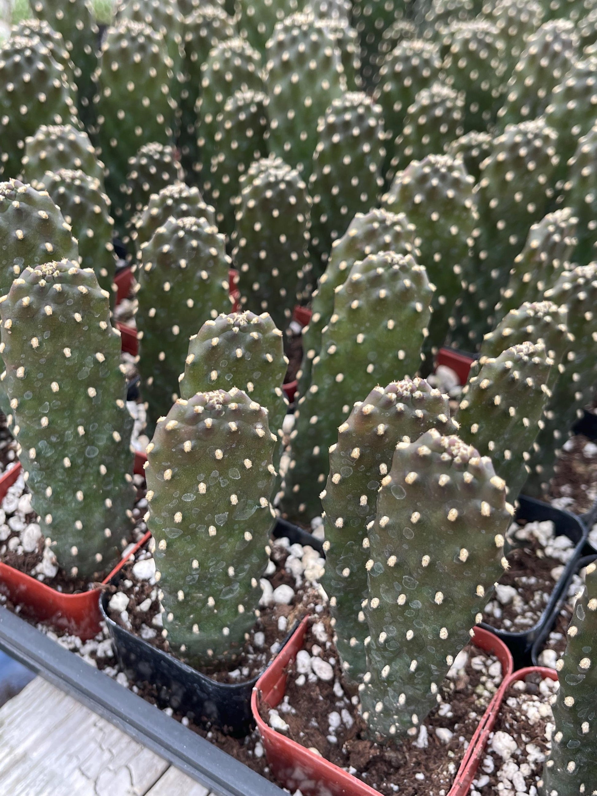 Opuntia Consolea Falcata | Live Succulent | Live Plant