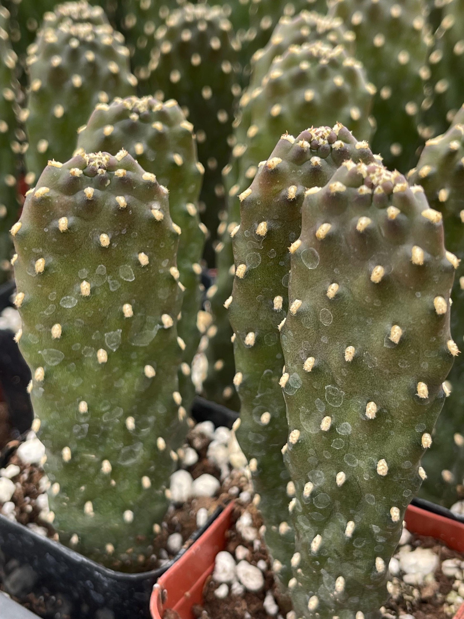 Opuntia Consolea Falcata | Live Succulent | Live Plant