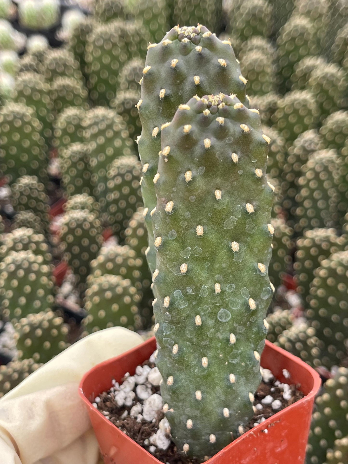 Opuntia Consolea Falcata | Live Succulent | Live Plant