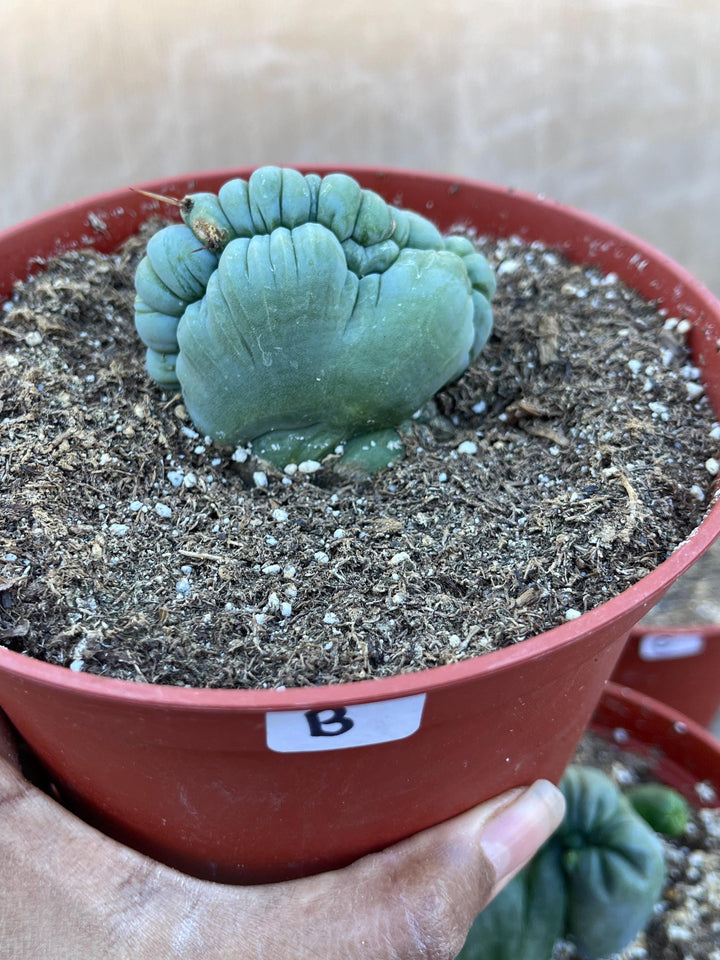 Crested Cactus | Live Plant | Rare Plant | Live Cactus