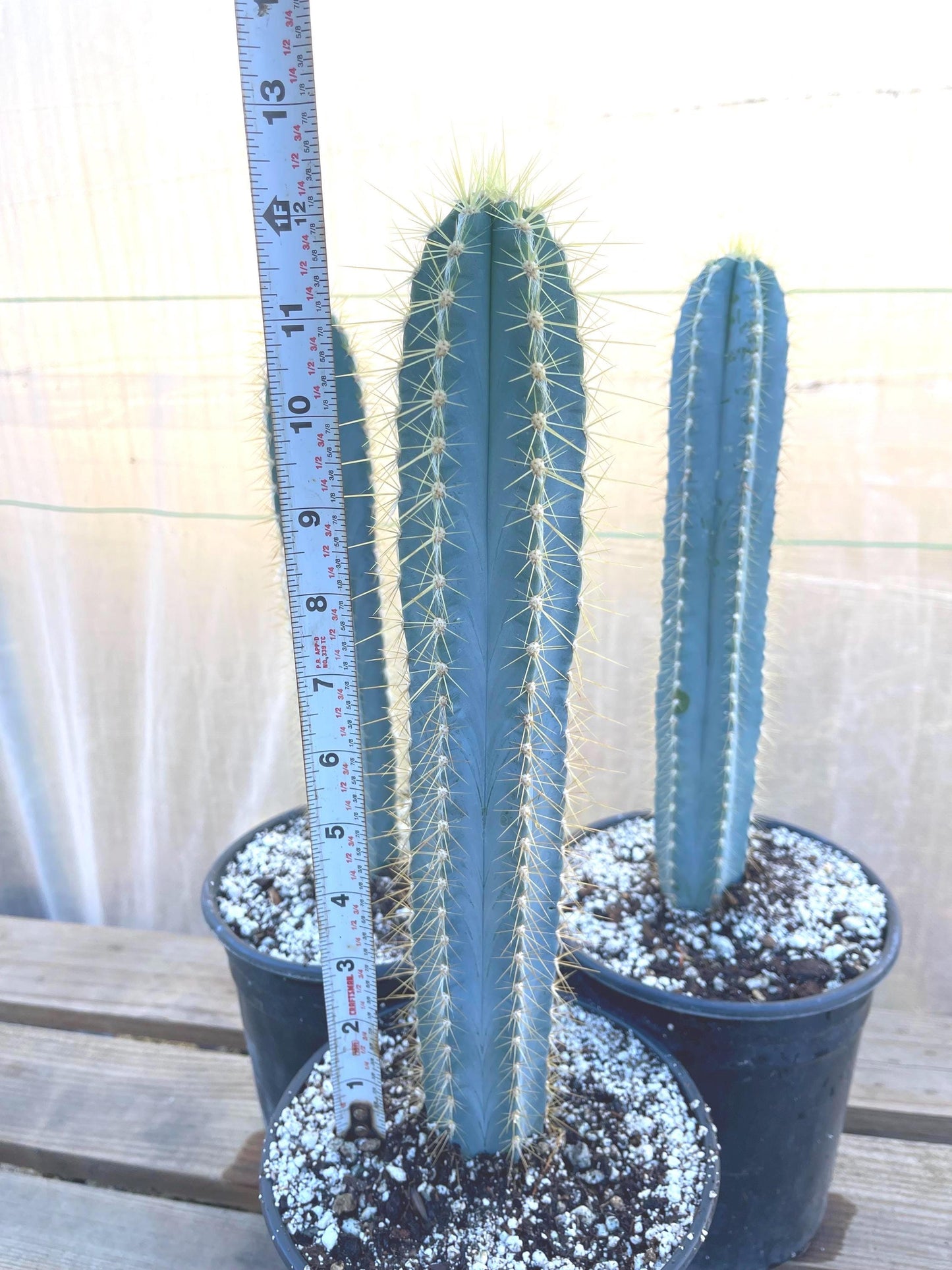 Blue Torch, Pilosocereus Azureus | Blue Cactus