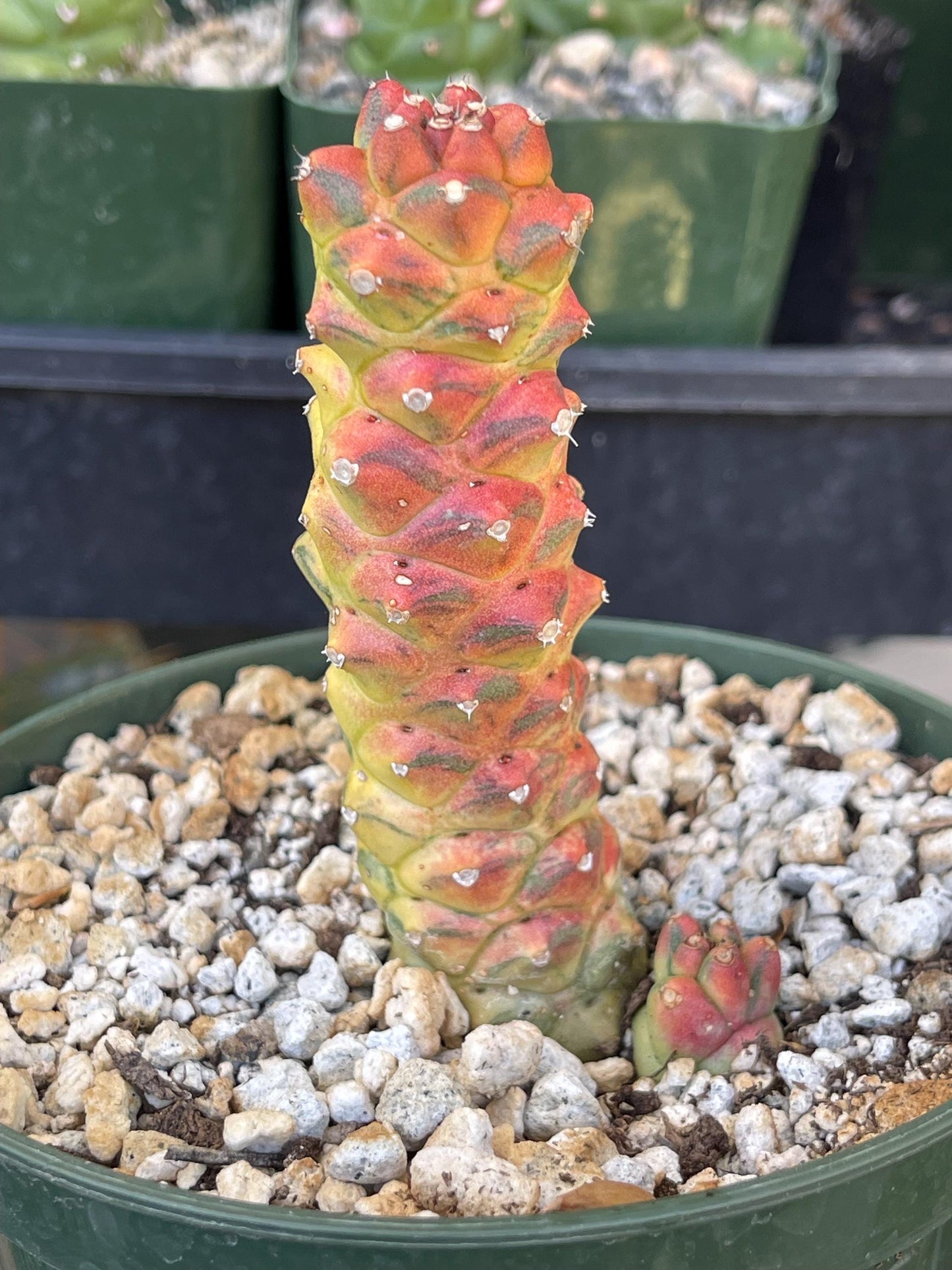 Variegated Monadenium Ritchei | Rare Item | Live Succulent