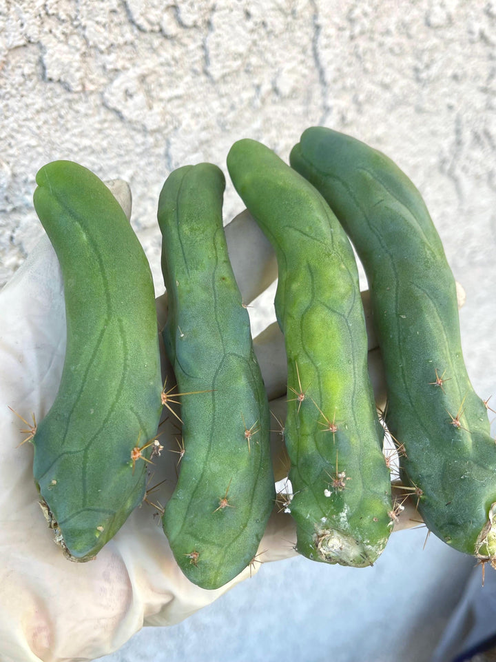 Penis Cactus | Live Plant | Rare Plant | Live Cactus