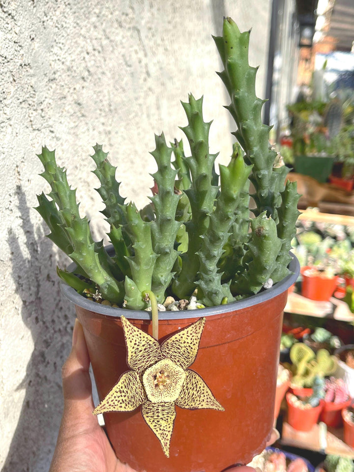 Golden Stapelia Orbea | Starfish Flower | Life Saver | Live Plant