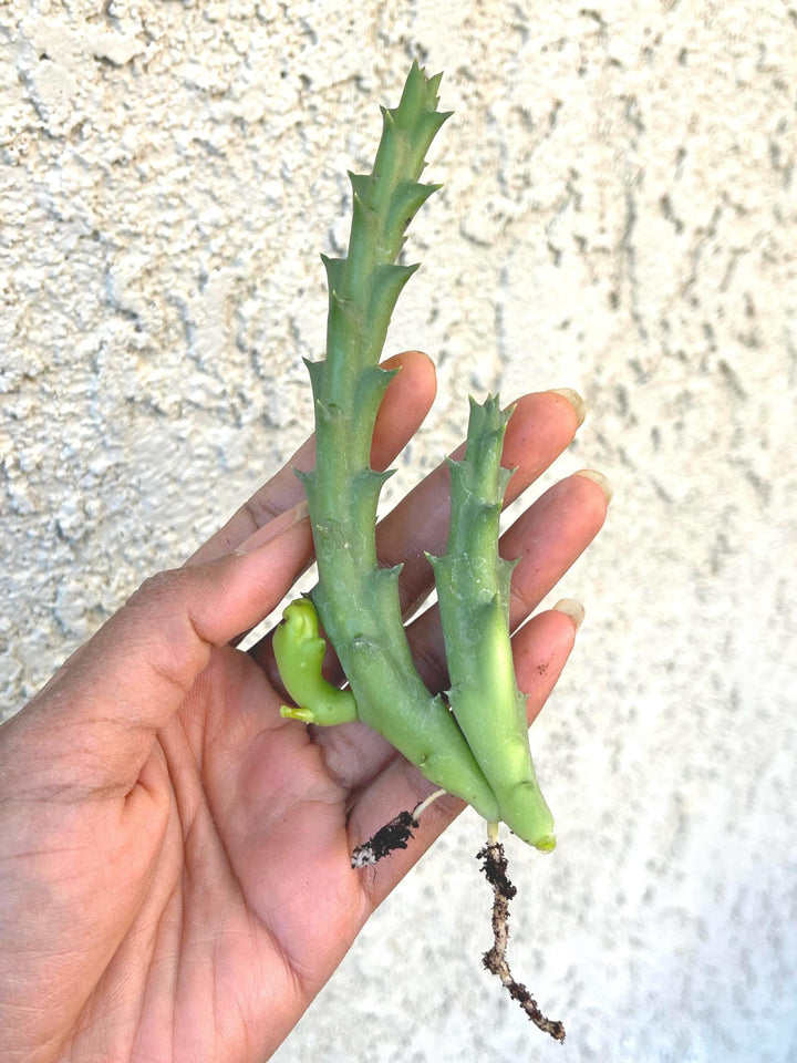 Golden Stapelia Orbea | Starfish Flower | Life Saver | Live Plant