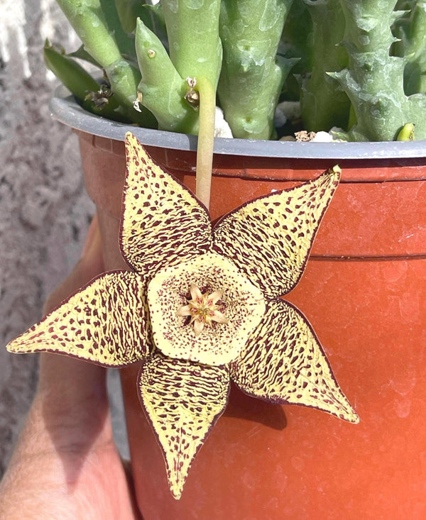 Golden Stapelia Orbea | Starfish Flower | Life Saver | Live Plant