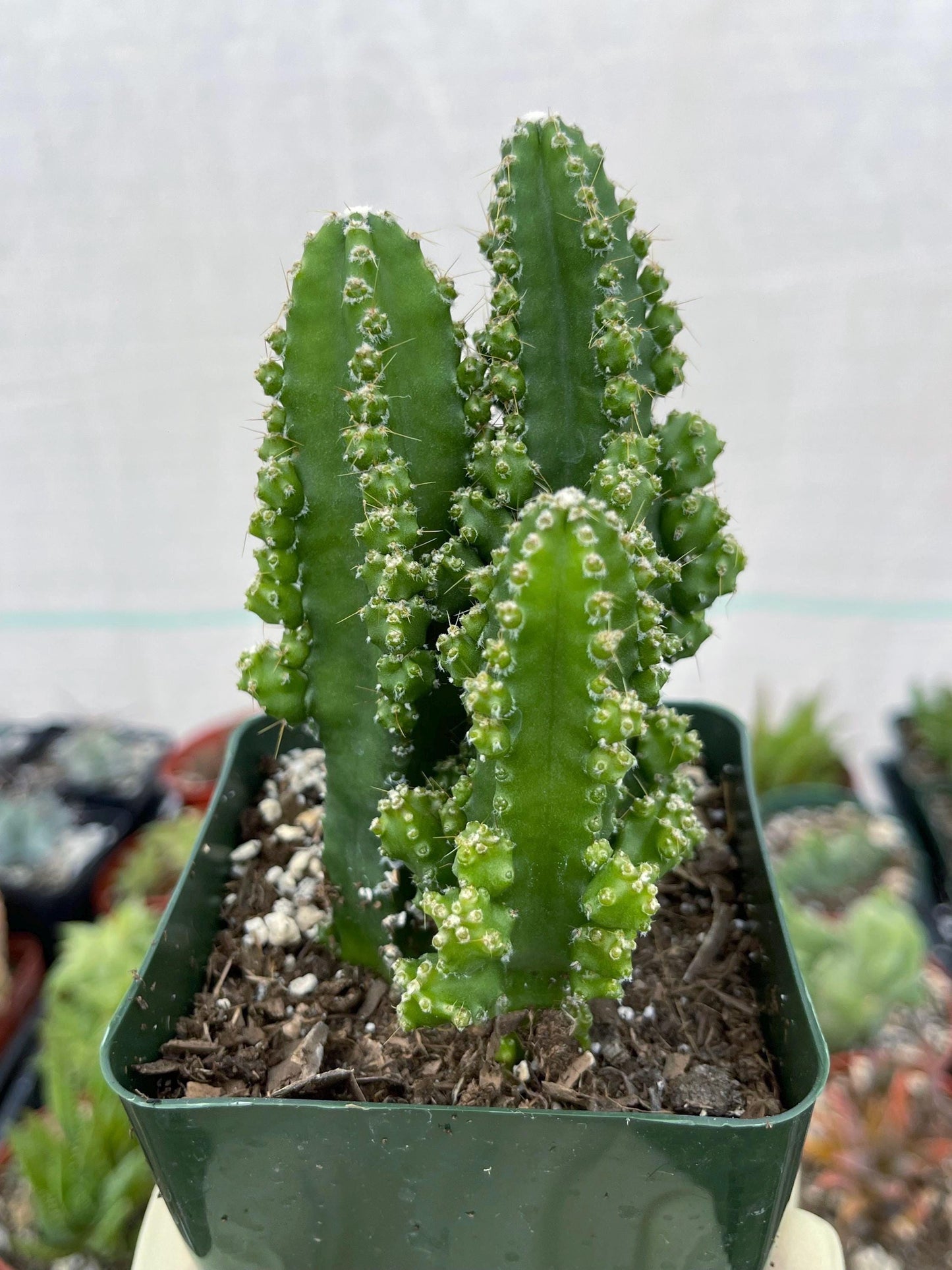 Fairy Castle Cactus | Fairytale Castle | Live Plant