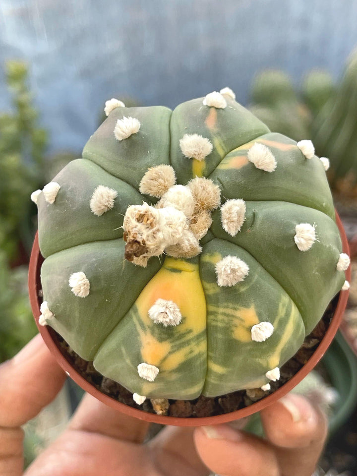 Variegated Astrophytum | Live cactus | rare cactus