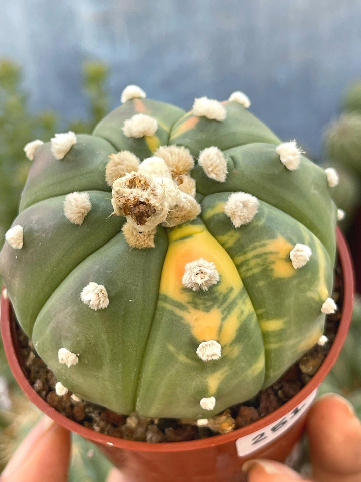 Variegated Astrophytum | Live cactus | rare cactus