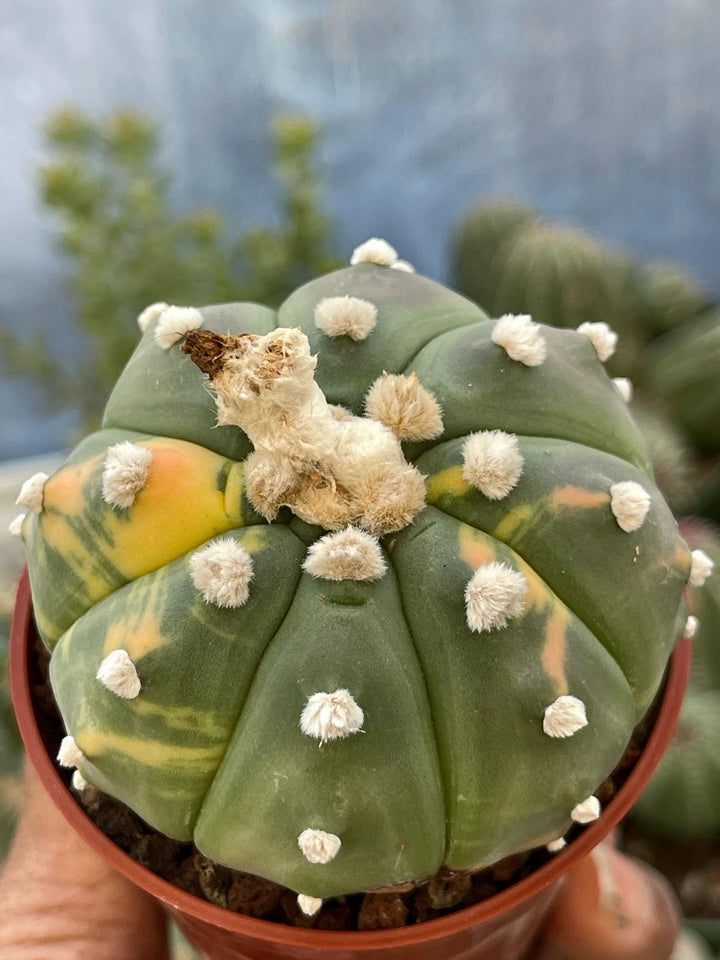 Variegated Astrophytum | Live cactus | rare cactus