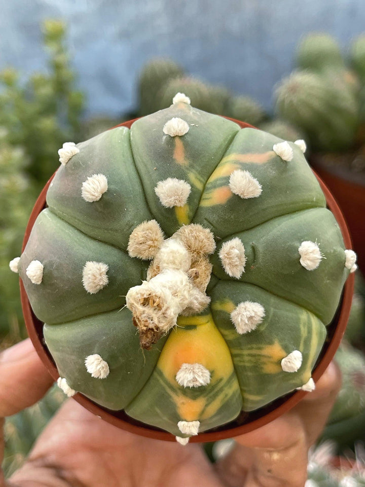 Variegated Astrophytum | Live cactus | rare cactus