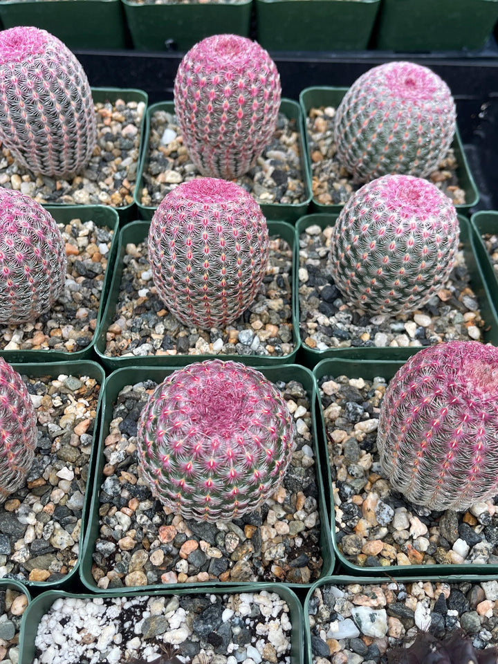 Rainbow Cactus | Rare Cactus | Echinocereus rigidissimus