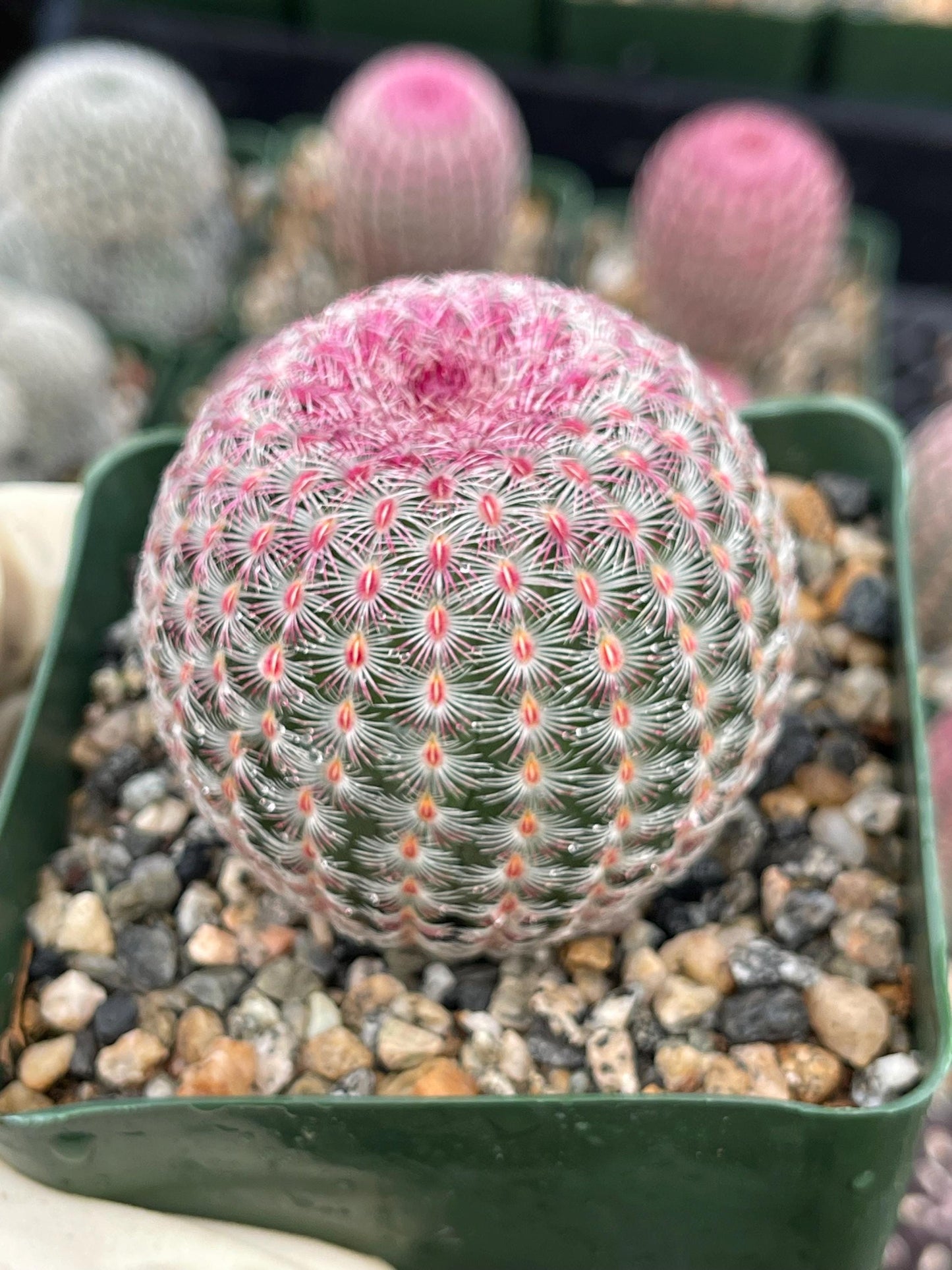 Rainbow Cactus | Rare Cactus | Echinocereus rigidissimus