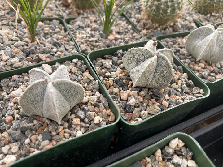 White Astrophytum Coahuilense | Live Cactus | Rare Cactus