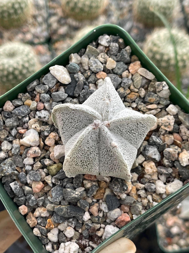 White Astrophytum Coahuilense | Live Cactus | Rare Cactus