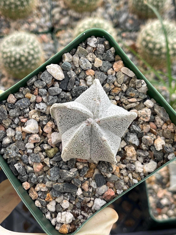 White Astrophytum Coahuilense | Live Cactus | Rare Cactus