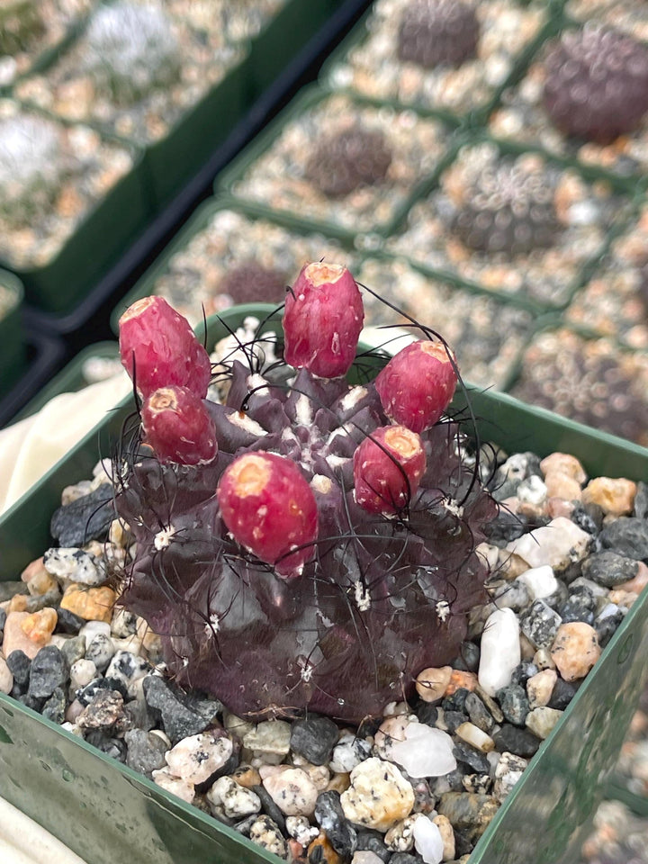 3.5” Neochilenia Huascensis | Rare Cactus | Live cactus | Purple Cactus