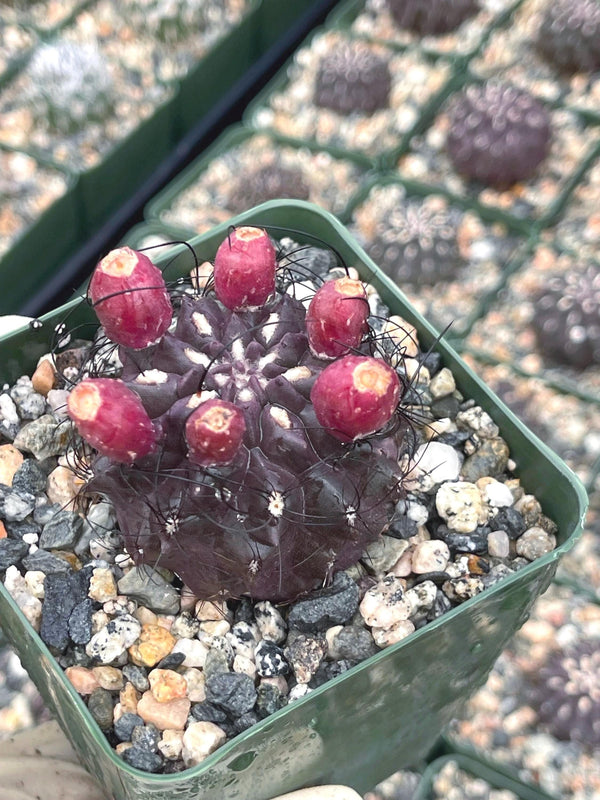 3.5” Neochilenia Huascensis | Rare Cactus | Live cactus | Purple Cactus