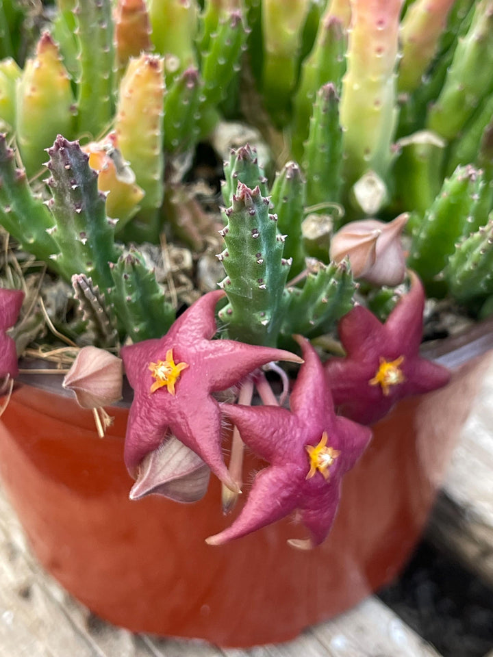 4” Huernia Zebrina | Lifesaver | rare succulent