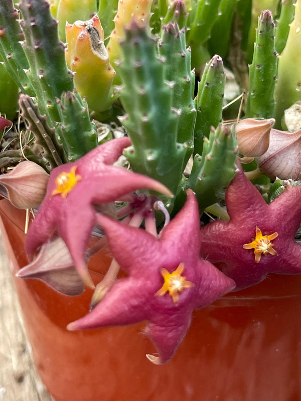 4” Huernia Zebrina | Lifesaver | rare succulent