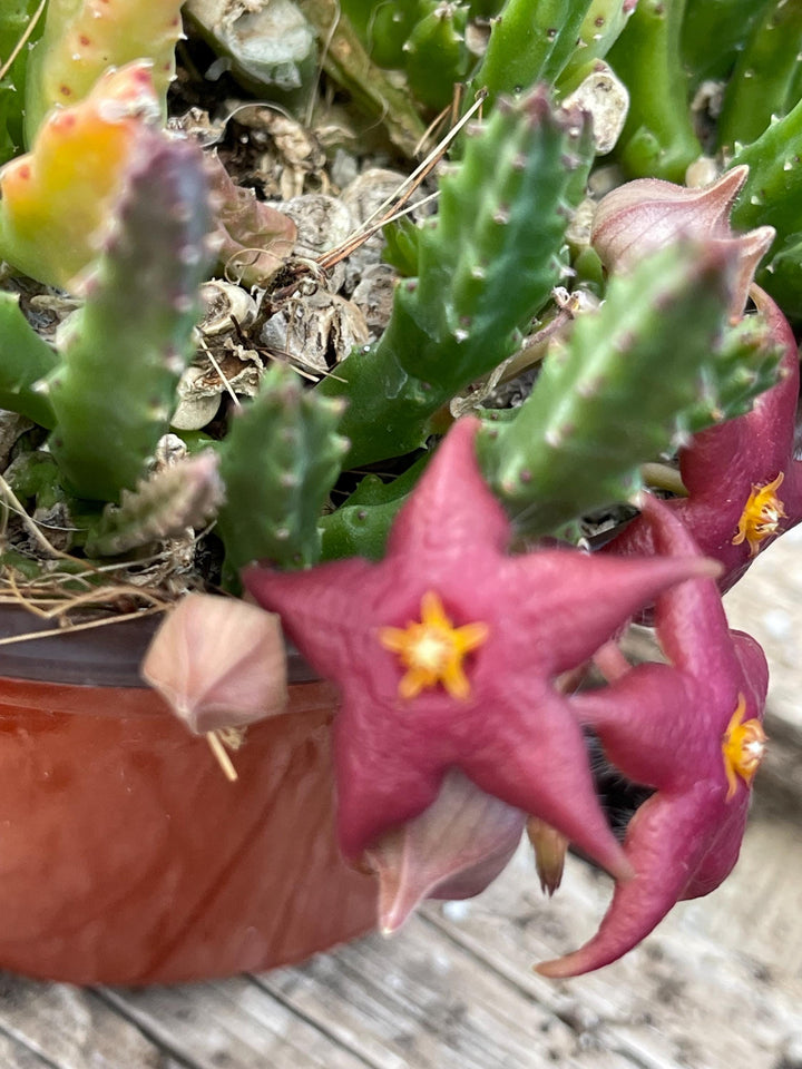 4” Huernia Zebrina | Lifesaver | rare succulent