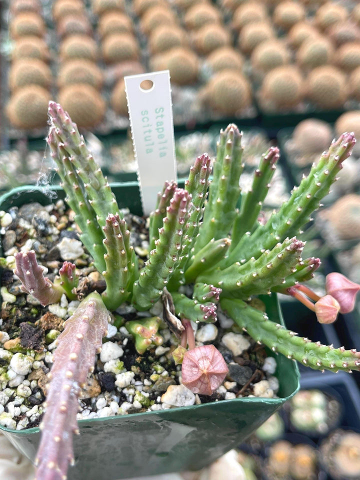 4” Huernia Zebrina | Lifesaver | rare succulent